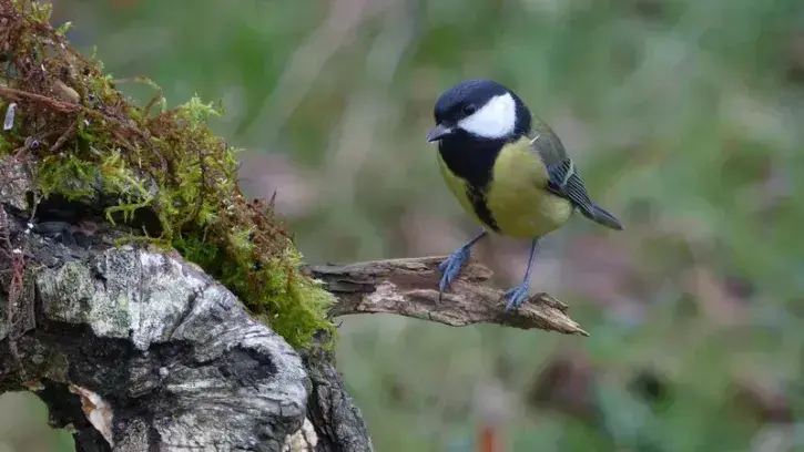 En 2023, 92 000 oiseaux et 85 espèces avaient été recensées. Ici, une mésange charbonnière. © Robin Ganne
