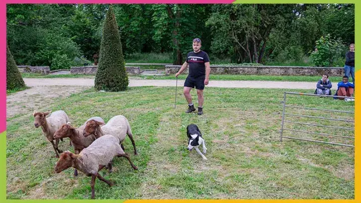 Être berger salarié, c'est possible ! C'est le cas de Baptiste aux Moutons de l'Ouest, pour l'entretien d'espaces en écopaturage. © Guillaume Kerhervé.