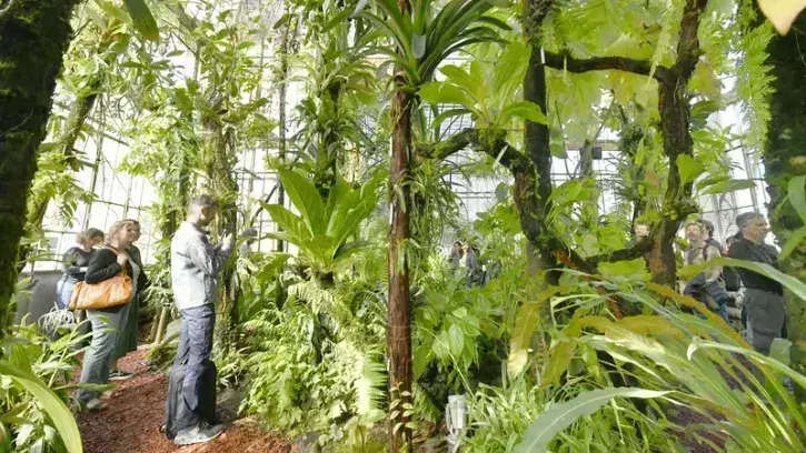 Présenté pour la première fois à l'occasion des Rendez-vous aux jardins, les 2 et 3 juin, le chant du Palmarium propose au public une plongée sonore sous la canopée de la jungle guyanaise. © Rodolphe Delaroque