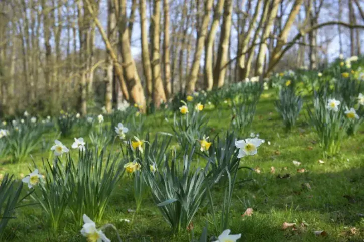 Nantes se pare de jaune pour fêter le label « Fleur d’or »
