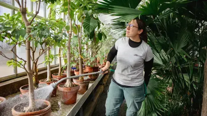 Historiquement cultivées en pot pour limiter leur croissance, les plantes sont progressivement mises en pleine terre et paillées. Cela enrichit le sol et diminue les besoins en arrosage. © Céline Jacq