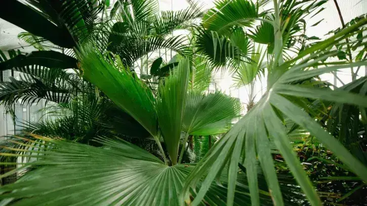 À l'occasion des 120 ans des serres d'agronomie tropicale du Grand-Blottereau, l'équipe de jardiniers-botanistes propose, tous les jours du 13 au 24 février, une visite thématique en forme de voyage à travers l'histoire et les continents. © Céline Jacq po