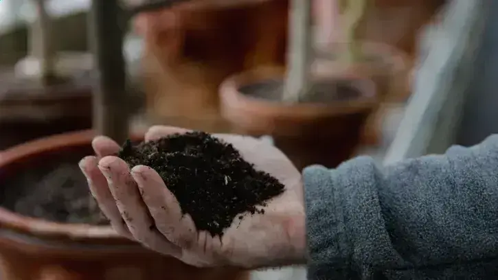 Les jardiniers ont augmenté la proportion de fibre de bois dans les substrats afin d'utiliser moins de tourbe et préserver les tourbières, qui sont des milieux essentiels à la biodiversité. © Céline Jacq
