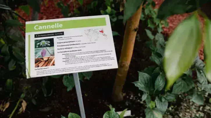 Coton, cacao, vanille, poivre, épices, latex… Les plantes cultivées sous les serres du Grand-Blottereau ont toutes une utilité commerciale ou vivrière. Leur création, en 1903, visait à préparer au départ les futurs colons et favoriser le développement com