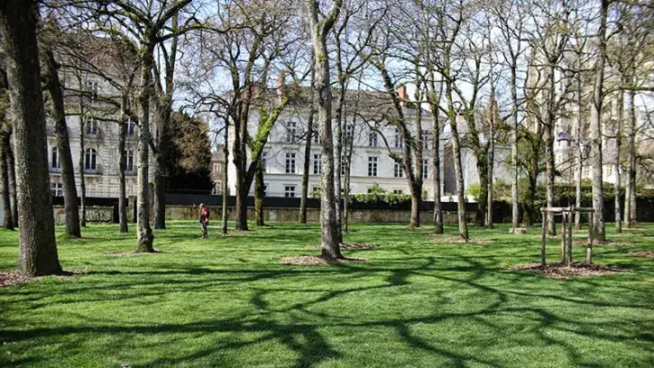 3 800 m2 de surfaces ont déjà été végétalisées et 4 200 m2 supplémentaires le seront d'ici le printemps 2025. La méthode sera également utilisée sur le cours Saint-André dans le cadre de la promenade de l'Erdre à la Loire. © Romain Boulanger