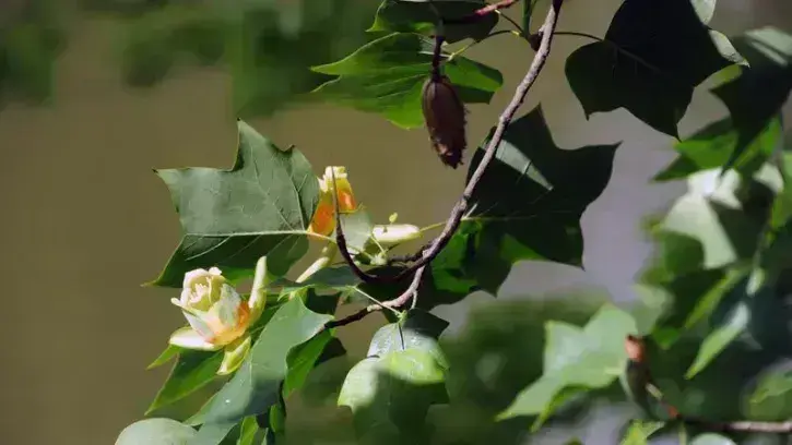 Lentes à se dévoiler – l'arbre ne fleurit que vers l'âge de 25-30 ans -, les fleurs du tulipier de Virginie évoquent la tulipe (d'où son nom) et dégagent un léger parfum, qui se répand dans les parcs au printemps. © Rodolphe Delaroque