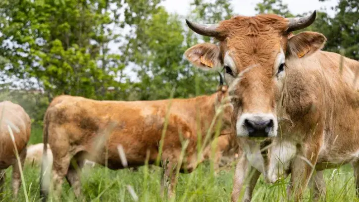 Parmi les invités de cette 2e édition de la Fête du local : la vache nantaise, à découvrir avec le conservatoire des races animales en Pays de la Loire. © Archives Jean-Félix Fayolle